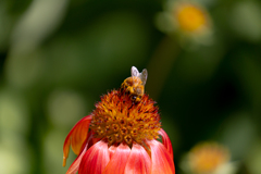 Flower and Bee