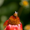 Flower and Bee