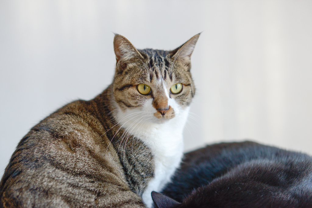 家猫