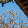 寺の柿