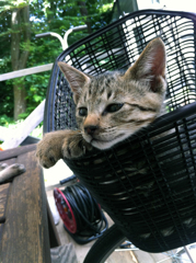 テラスに住んでた猫