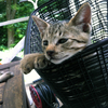 テラスに住んでた猫