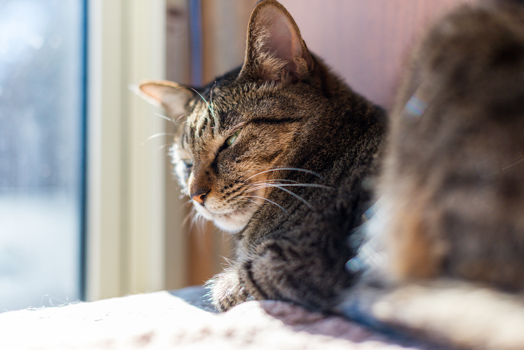 家猫