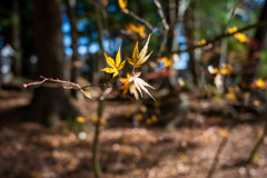 最後の紅葉