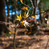最後の紅葉