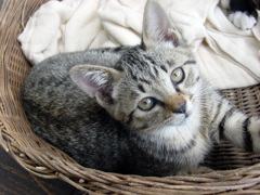 テラスに住んでた猫