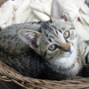 テラスに住んでた猫