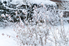 樹氷みたいな雪（2018)