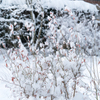 樹氷みたいな雪（2018)