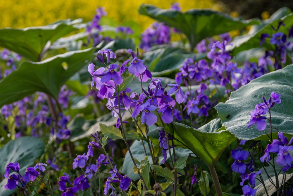 オオアラセイトウ