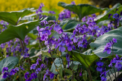 オオアラセイトウ