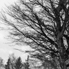 雪