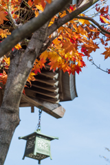 寺の紅葉