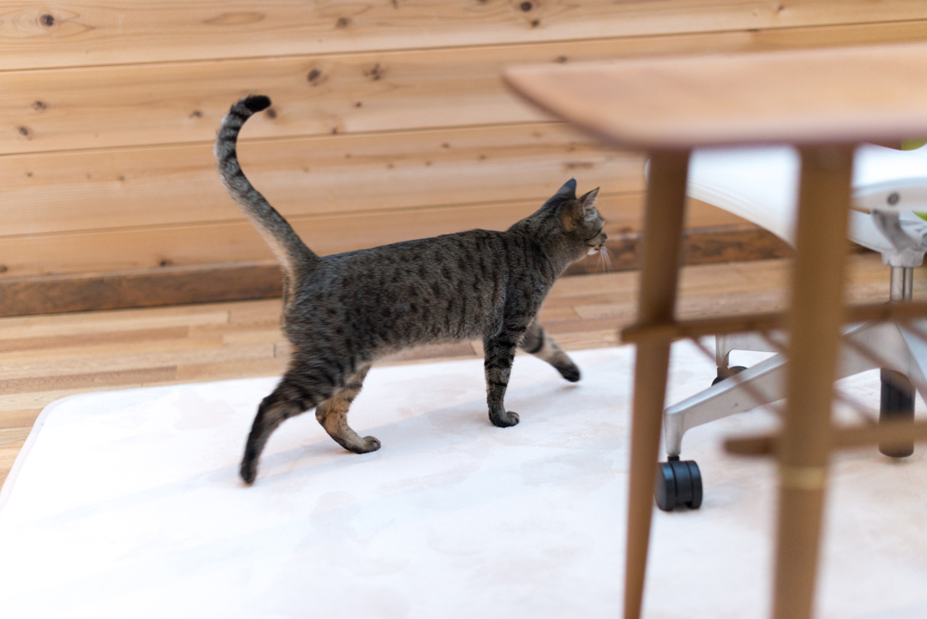 家猫