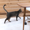 家猫