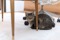 家猫