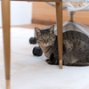 家猫