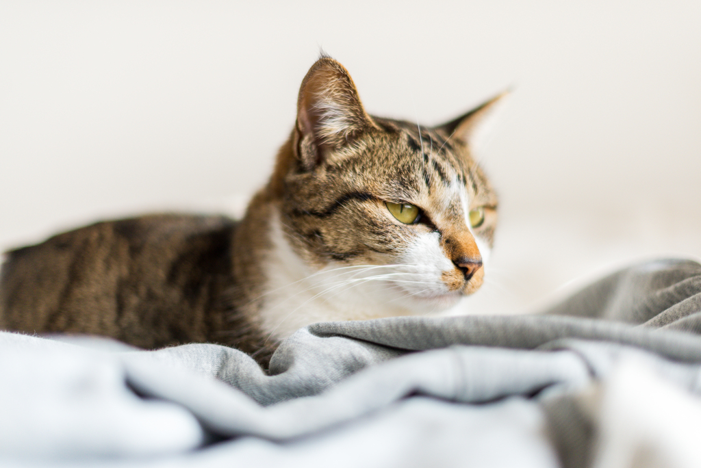 家猫