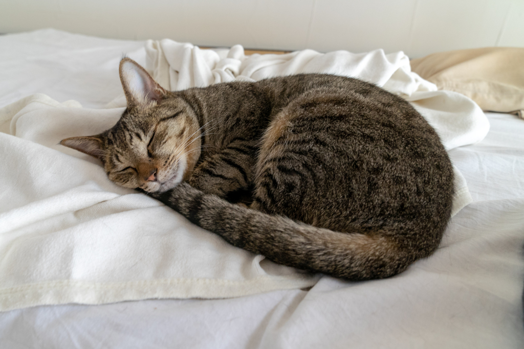 家猫
