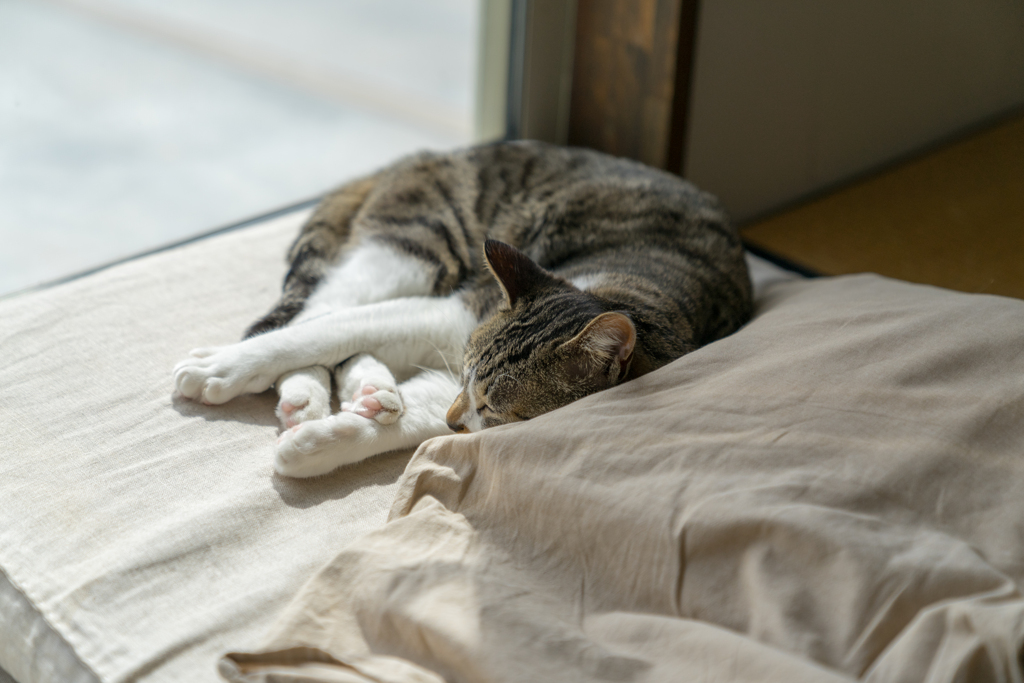 家猫