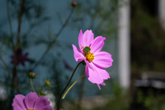 コスモス