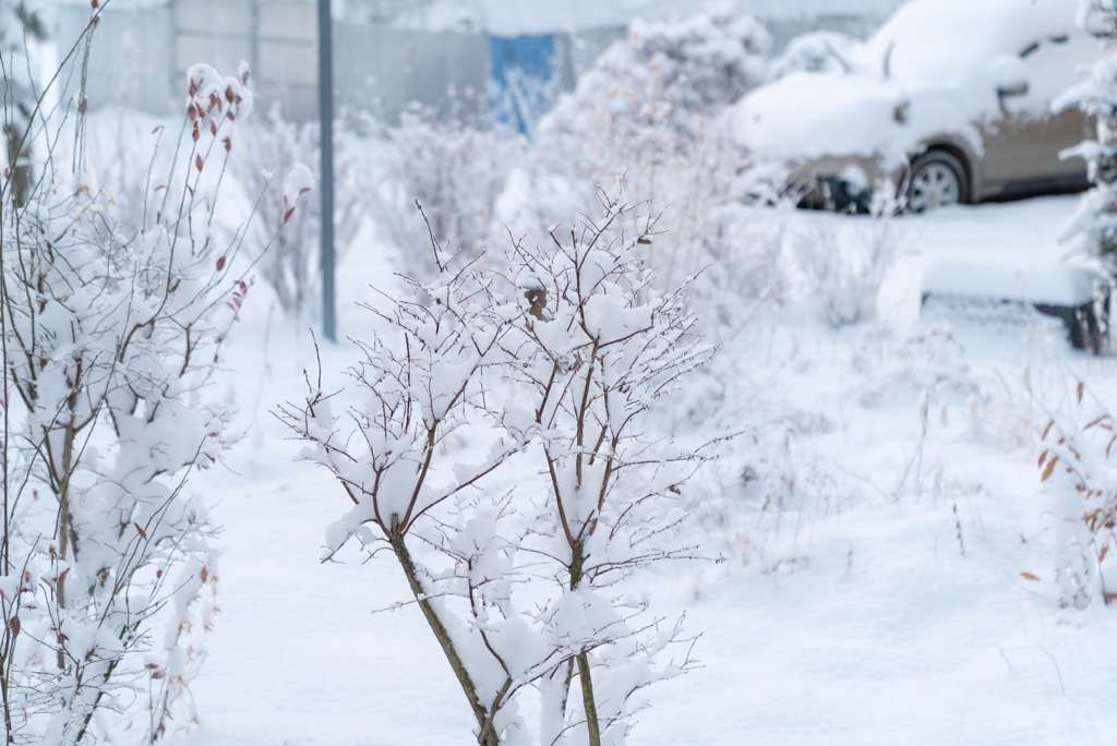 庭が雪に埋まる（2018）