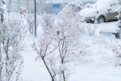 庭が雪に埋まる（2018）