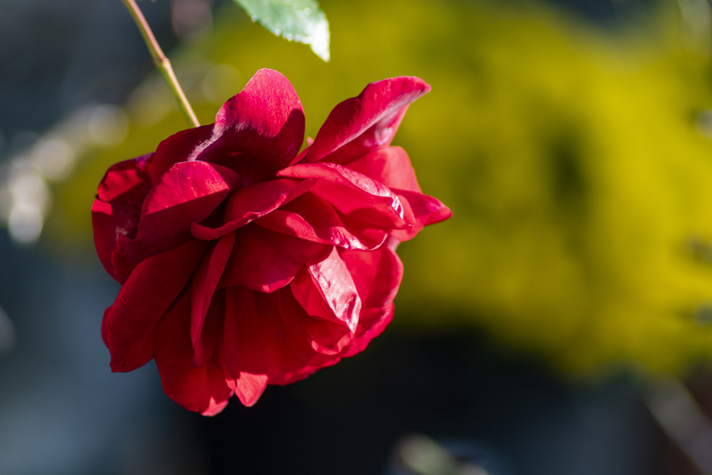 蔓薔薇