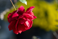 蔓薔薇