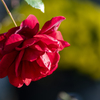 蔓薔薇