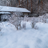 雪に埋まる(2018)