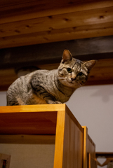 家猫（12年前）