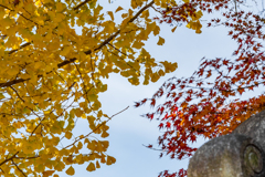 寺の紅葉