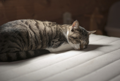 家猫