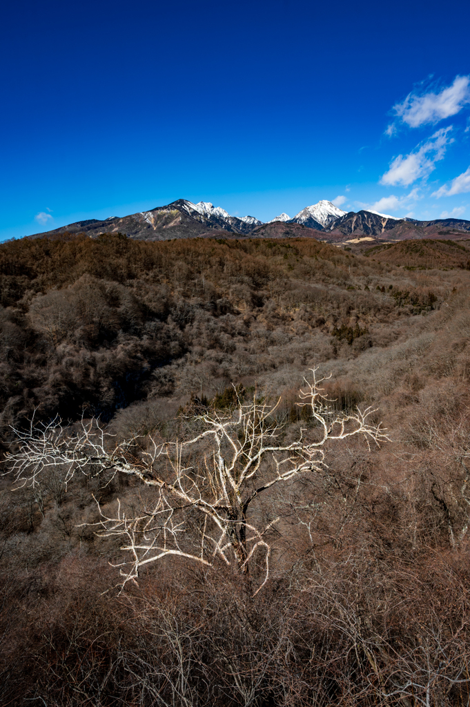 冬枯れの樹と八ヶ岳
