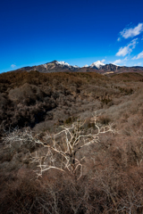 冬枯れの樹と八ヶ岳
