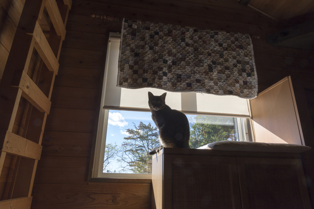 家猫
