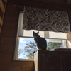 家猫