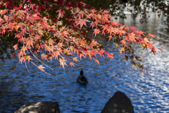 花の森公園紅葉
