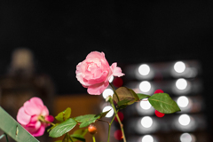 冬の薔薇
