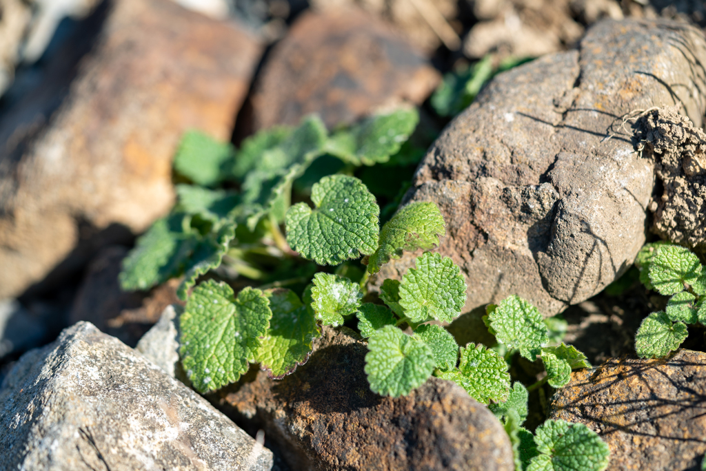冬の野草（ヒメオドリコソウ）