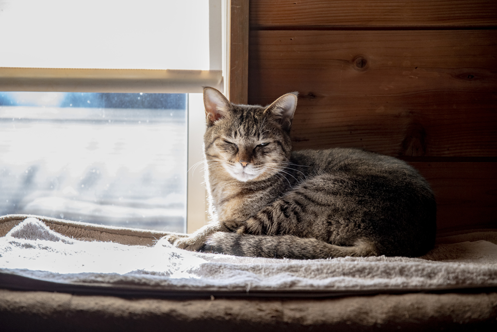 家猫