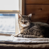 家猫