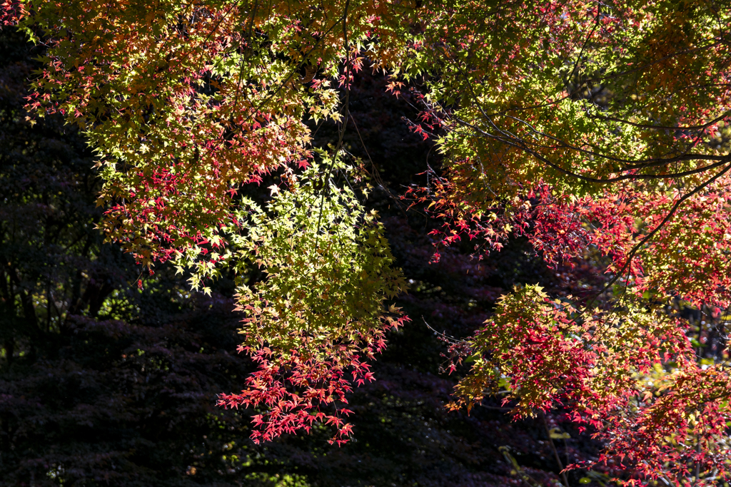 花の森公園紅葉