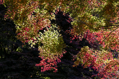 花の森公園紅葉