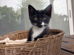 テラスに住んでた猫