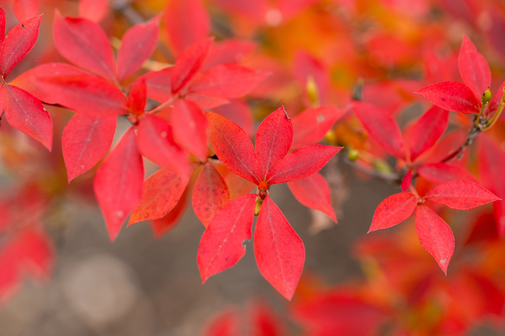 紅葉