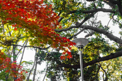 公園の紅葉