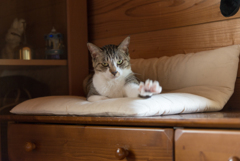 家猫