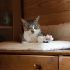 家猫